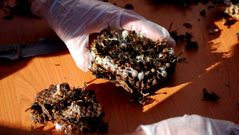 Uno de los nidos eliminados