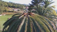 Los efectos del picudo rojo a vista de dron