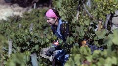 Una vendimiadora en plena faena el pasado 25 de septiembre en una vi�a de O Savi�ao