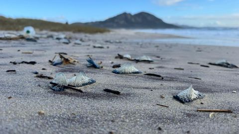 El temporal arrastr carabelas portuguesas, ramas y algas a la playa de Area Maior