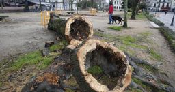 As� etstaba por dentro uno de los �boles talados en la Alameda en el 2016