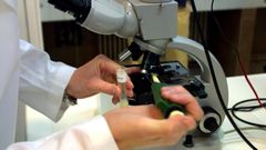 Los nanomateriales tienen un tama�o inferior a una millon�sima parte de un mil�metro.