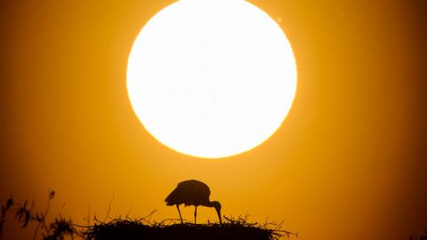Una cig�e�a en su nido durante el atardecer cerca de Grasdof, en Alemania