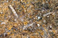 Los antiguos vestigios biol�gicos destacan por su abundancia