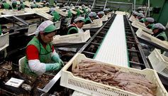 La patronal conservera defiende que la medida es esencial para zonas especialmente dependientes de la pesca como Galicia.