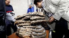 Apertura de un avispero en Xove despu�s de fumigarlo