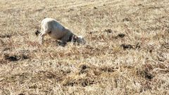 Imagen de un campo en el entorno de Santiago