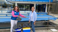 La Xunta distribuye en A Coru�a m�s de 400.000 unidades de semillas de bivalvos para apoyar la recuperaci�n de los bancos de marisco.
