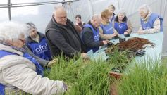 Los participantes en el taller trabajaron en la recolecci�n de guisantes y plantaron repollos en una zona de semilleros. 