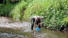 Suelta de alevines de trucha en el r�o Trubia, esta semana