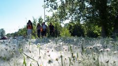 La �nevada� de cada primavera en Monforte