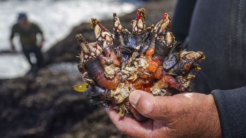 Imagen de archivo de percbes extra�dos en la costa da Mux�a.