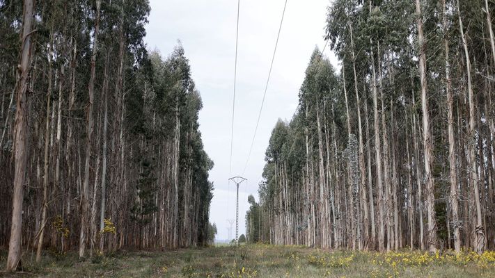 Monte con plantaci�n de eucalipto en el municipio de Castro de Rei 