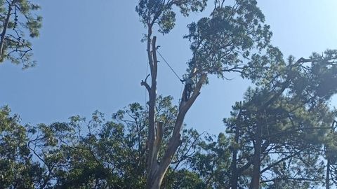 Imagen de un operario trabajando en la tala del eucalipto que caus� el accidente