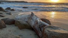 Ballena aparecida en la playa de A Lanzada, en el municipio de Sanxenxo