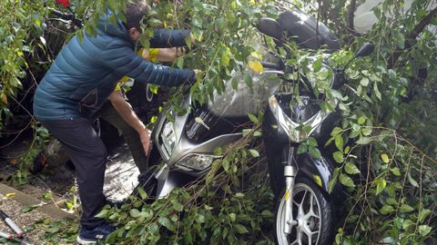 Árboles caídos en Barcelona a consecuencia de la dana