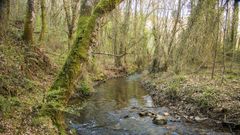 Los �rboles se ubican en las riberas de dos afluentes del r�o Cinsa, en la foto