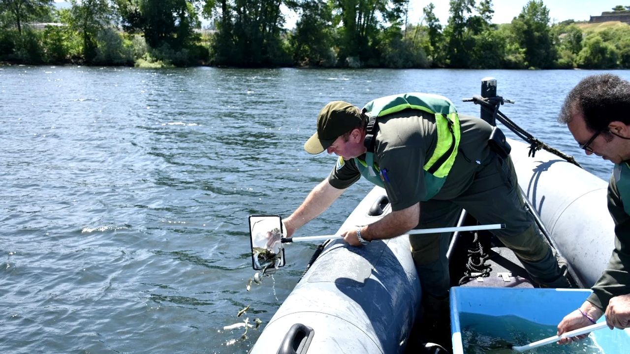 El salmón, del Yemen a Galicia