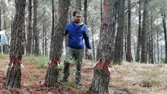 El ingeniero Ricardo Quiroga en uno de los pinares donde realiz� el estudio en Campo Lameiro