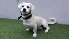 Gim, uno de los �ltimos perros adoptados en el CAAN