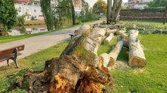 rboles que arranc el viento previo a la tormenta en el Parque dos Condes