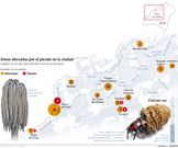 Palmeras afectadas por el picudo rojo en Vigo