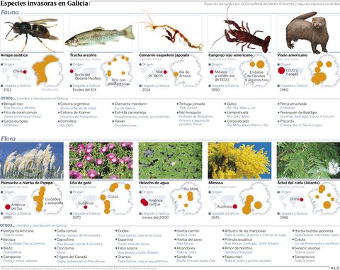 Especies invasoras en Galicia