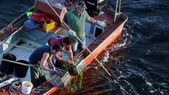 Apertura de la veda del libre marisqueo en la r�a de Arousa