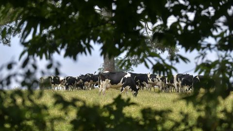 Las vacas pastan en una de las praderas de la finca