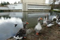 El Concello estima que las aves del parque del Auditorio no est�n en su espacio natural. 
