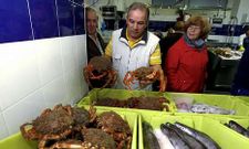 En el mercado de Carballo la mayor parte de los ejemplares costaban entre 6 y 9 euros el kilo.