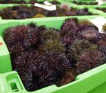 Los erizos de mar atraen cada vez m�s consumidores mari�anos.