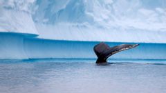 <strong>La concentraci�n de fitoplancton en las aguas de la Ant�rtida favorece la presencia de ballenas en el oc�ano austral.</strong>
