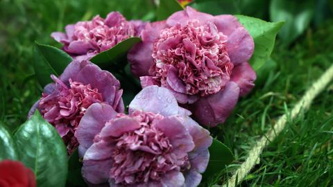 Camelias de la exposici�n celebrada este fin de semana en Rubi�ns.