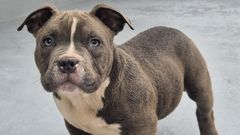 Uno de los dos ejemplares de American bully que fueron sustra�dos en Carballo