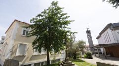 Siete de los nuevos ejemplares ser�n de gingkgo bilobna. Es unn �rbol que va a m�s en Carballo, muy simb�lico. Hay uno en el atrio de la iglesia (foto de ayer) y en el jard�n, que conmemora el hermanamiento con L'Isle Jourdain.
