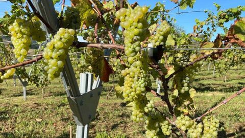 Vides de albari�o en Los Vi�ones