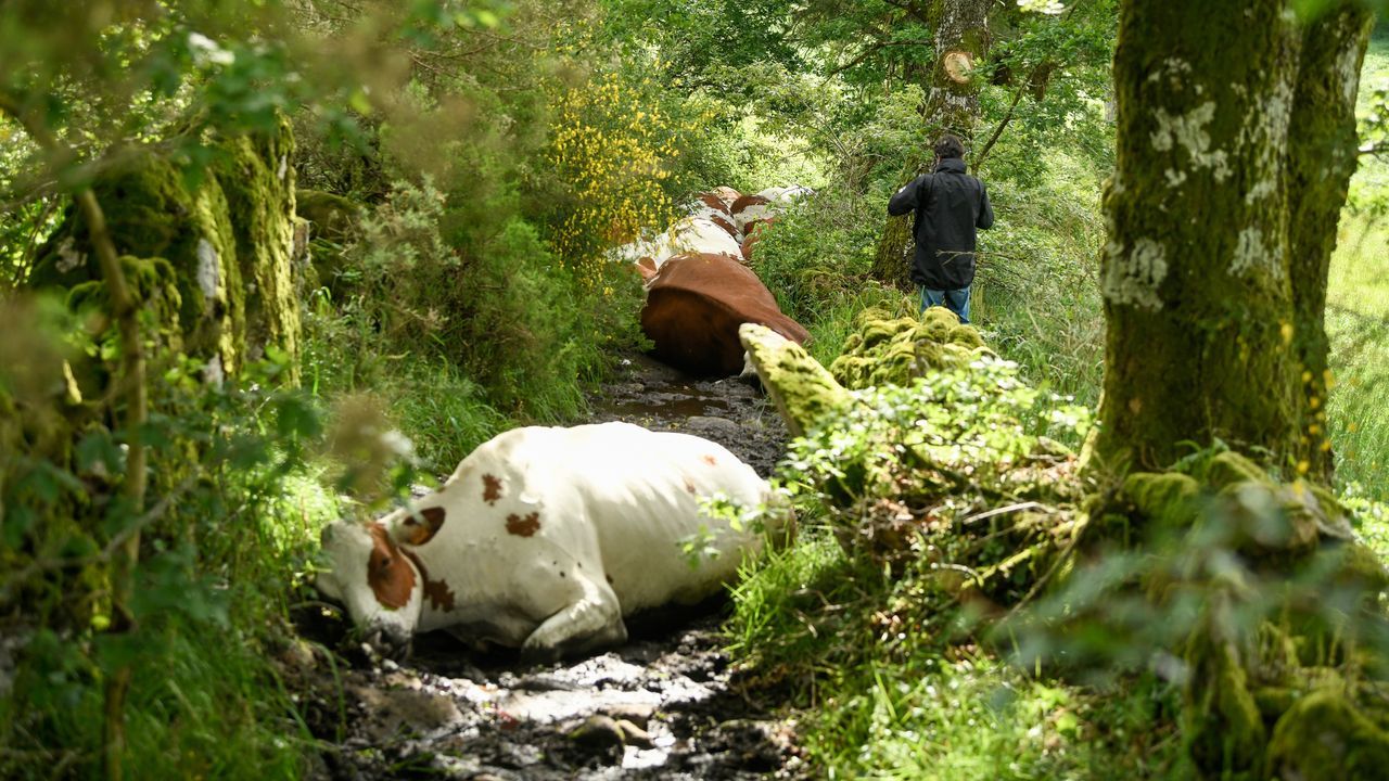 Los apoyos animan a la familia de Quintá a seguir con la ganadería