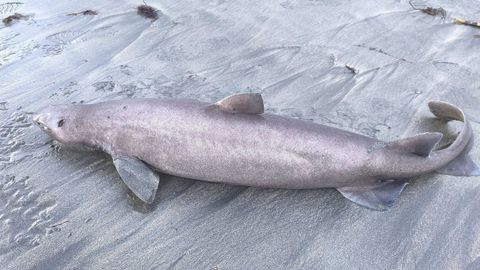 El escualo cuando fue descubierto en la playa de Luarca