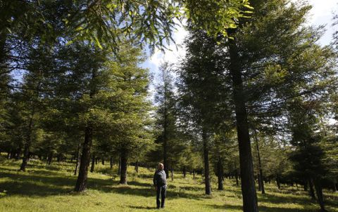 El medio millar de secuoyas del Bosque de Coln se ubican en las proximidades de la cima del monte Castrove. 