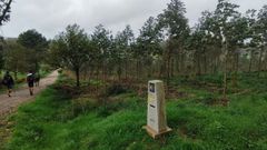 Plantacin de eucalipto en Maroas, en un tramo del a ruta jacobea a Fisterra