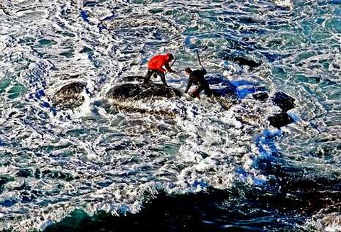 Los marineros de O Morrazo cogen el preciado producto en las islas y en la Costa da Vela.