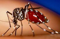 El mosquito que transmite el mal