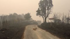 Efectos del incendio forestal de Carballeda de Avia, en As Fermosas.