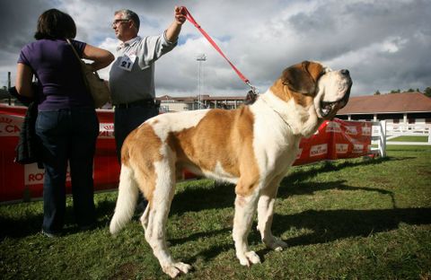 Imagen de archivo de una competicin de esta raza en Silleda.
