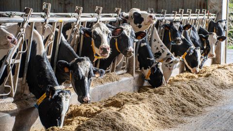 Manuel tiene en su granja unas 500 vacas