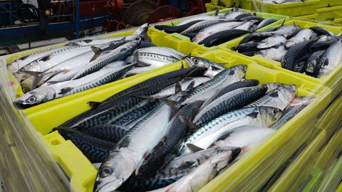 La xarda que donan las lanchas artesanales de Celeiro y O Vicedo se conserva en las c�maras de Puerto de Celeiro
