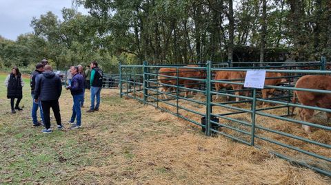 Vacas y toros en la exposicin de ganado de Crianza Trevinca.