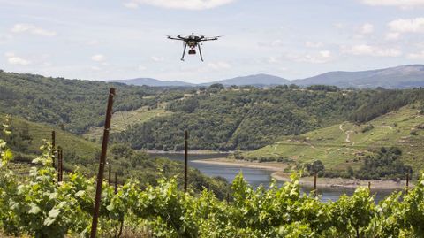 Un dron sobrevolando vi&ntilde;as de la Ribeira Sacra para un proyecto de investigaci&oacute;n