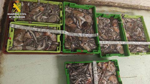 Decomisados ms de 150 kilos de pulpo sin trazabilidad en el puerto de A Corua